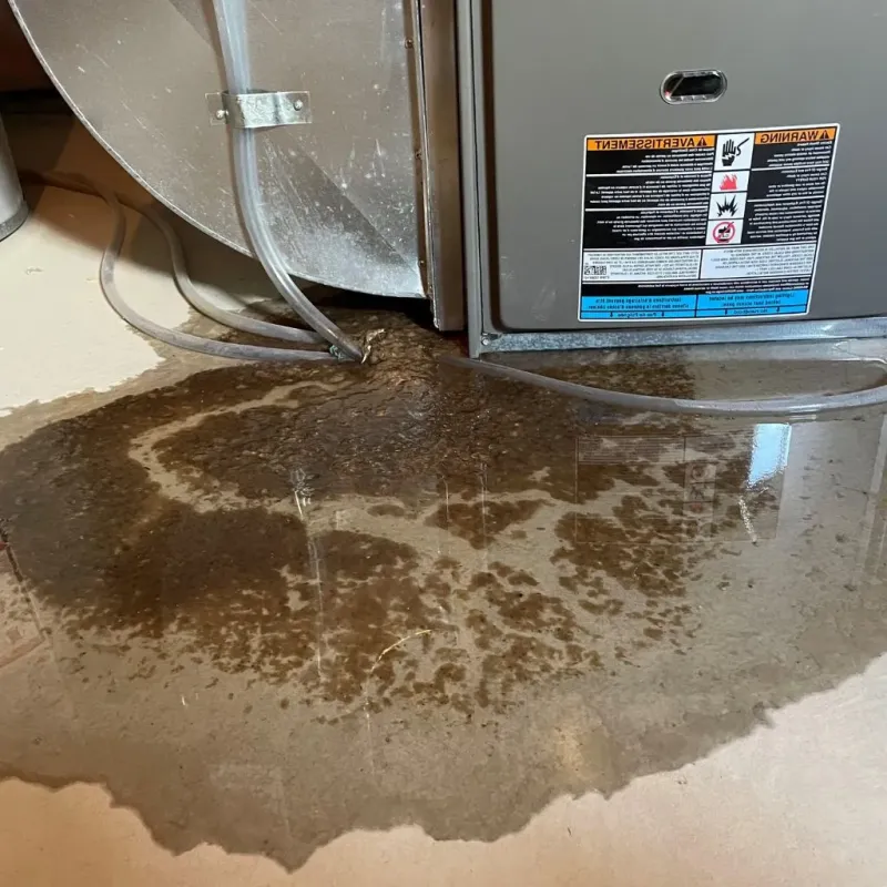 Pipe Burst and Leak Restoration in West and East Lealman, FL