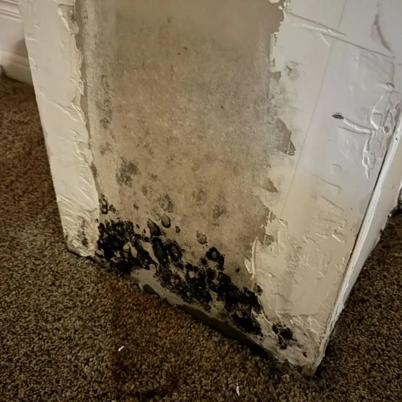 Professional Mold Removal in West and East Lealman, FL